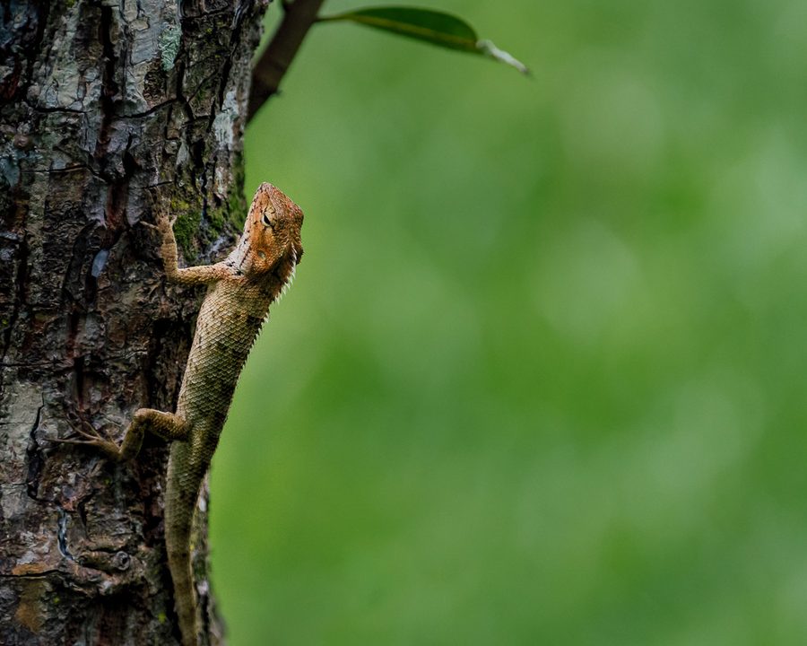 Matthieu Roisil — Wildlife photography