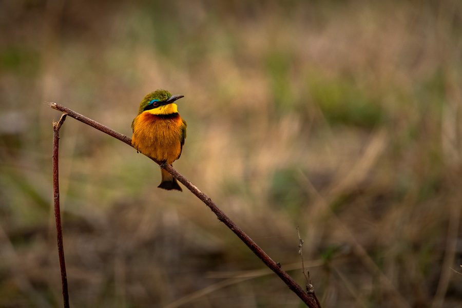 Matthieu Roisil — Wildlife photography