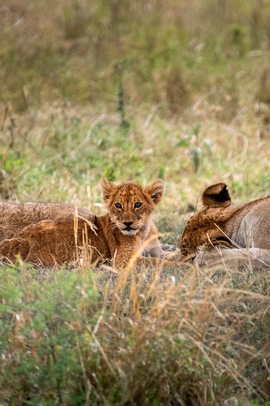 Matthieu Roisil — Wildlife photography