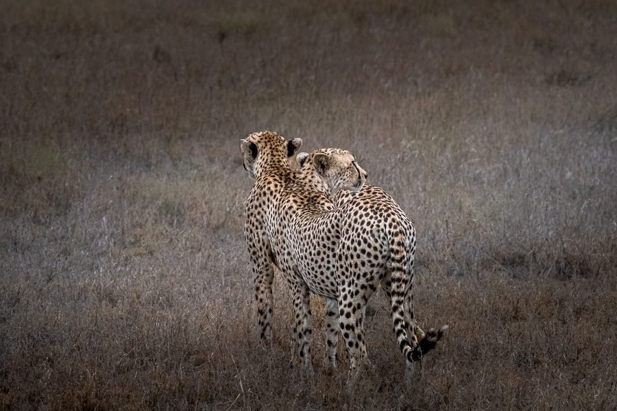 Matthieu Roisil — Wildlife photography