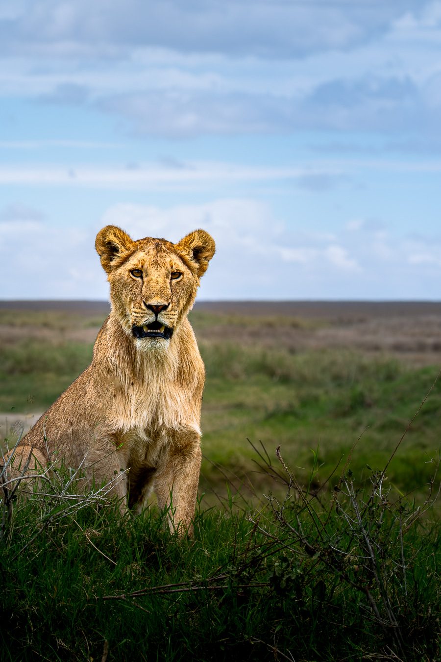 Matthieu Roisil — Wildlife photography
