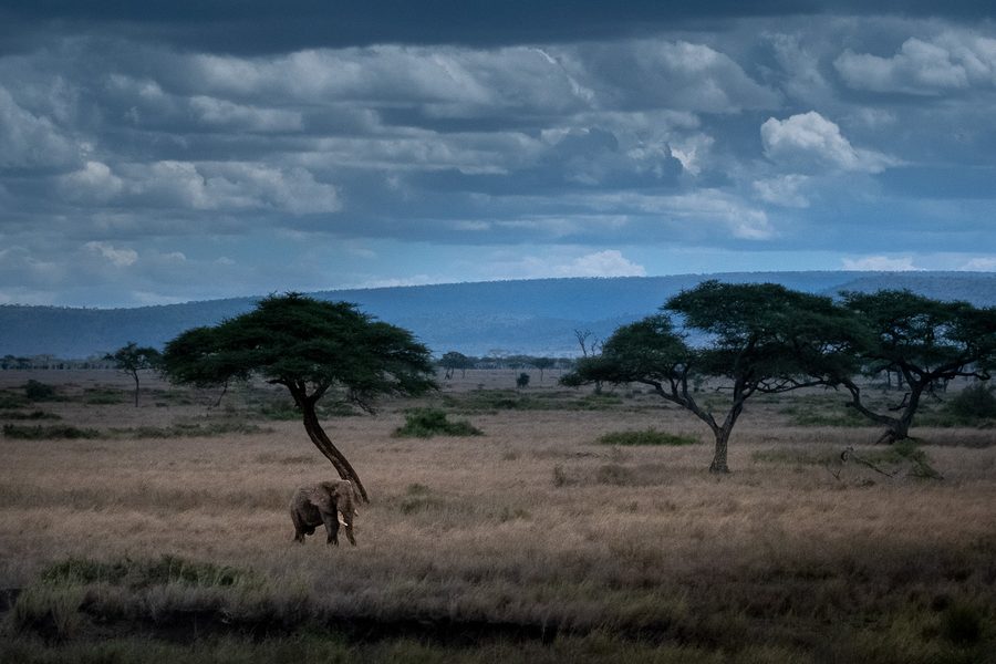 Matthieu Roisil — Wildlife photography