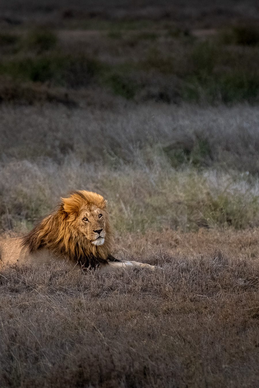 Matthieu Roisil — Wildlife photography