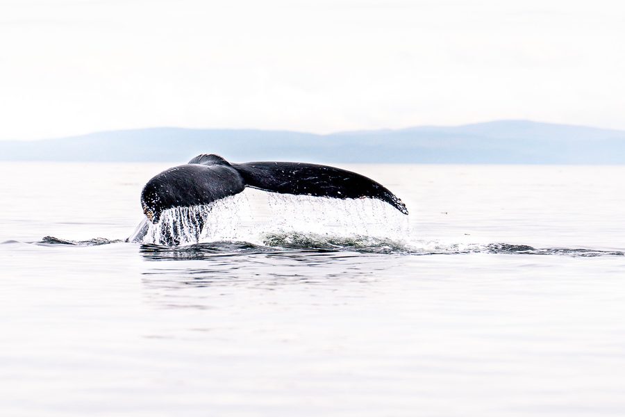 Matthieu Roisil — Wildlife photography