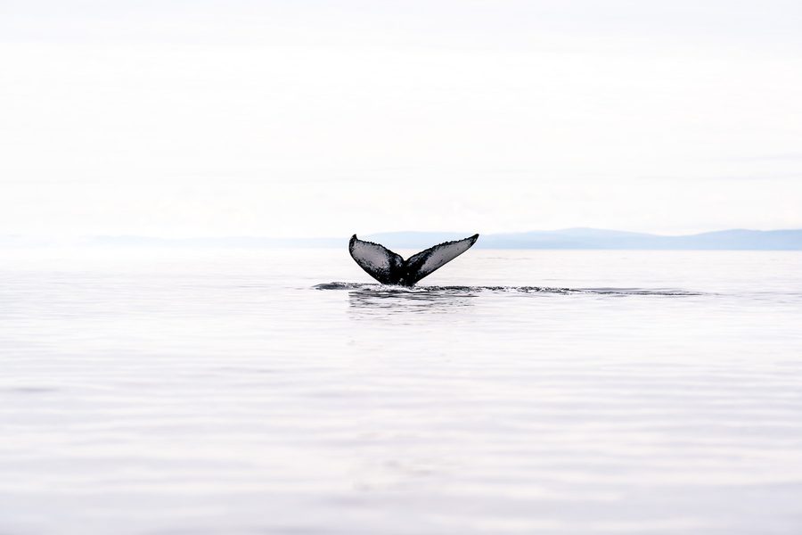 Matthieu Roisil — Wildlife photography